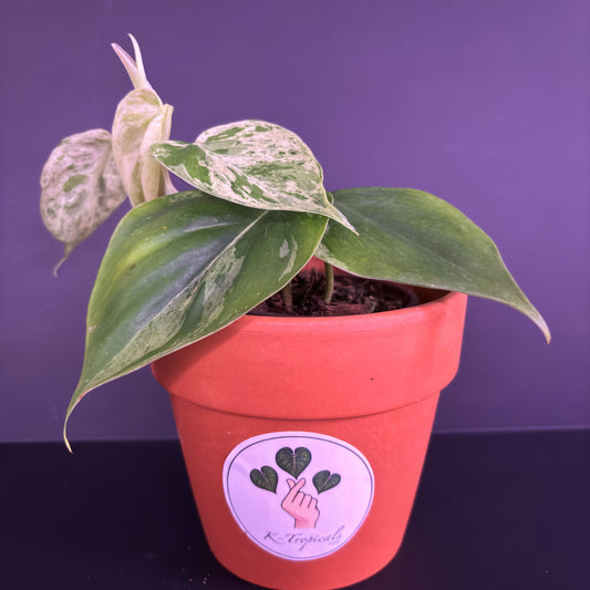 Philodendron Heartleaf Variegated