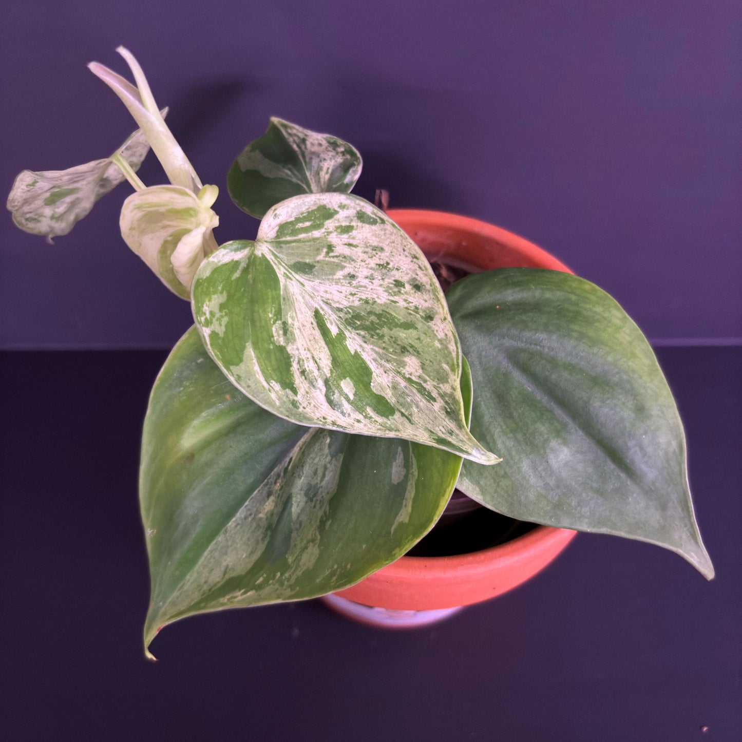 Philodendron Heartleaf Variegated