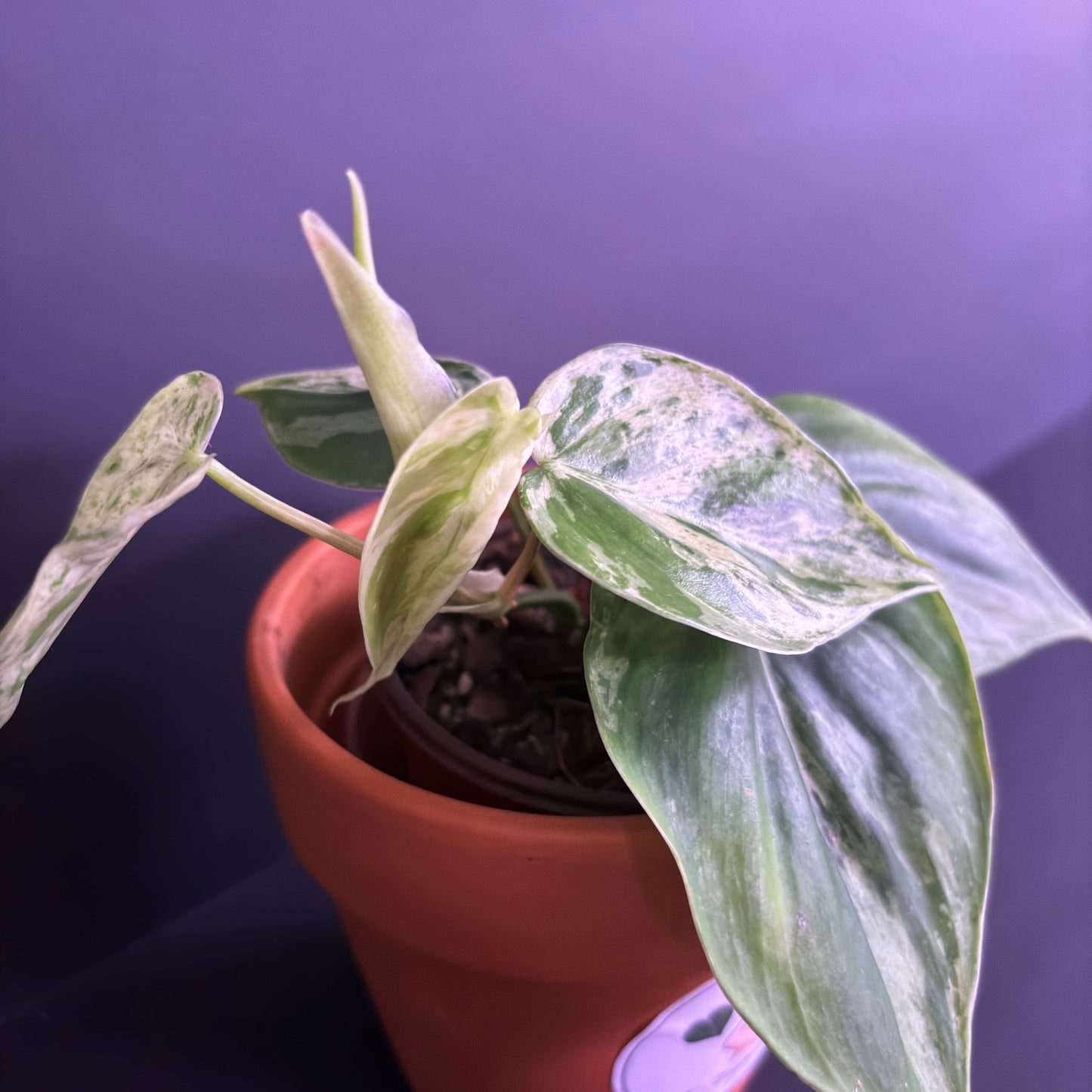 Philodendron Heartleaf Variegated