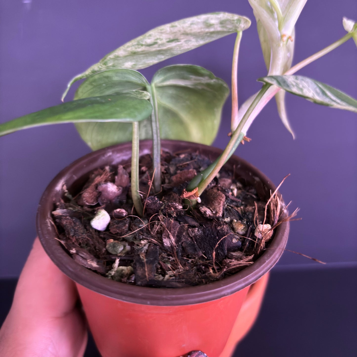 Philodendron Heartleaf Variegated