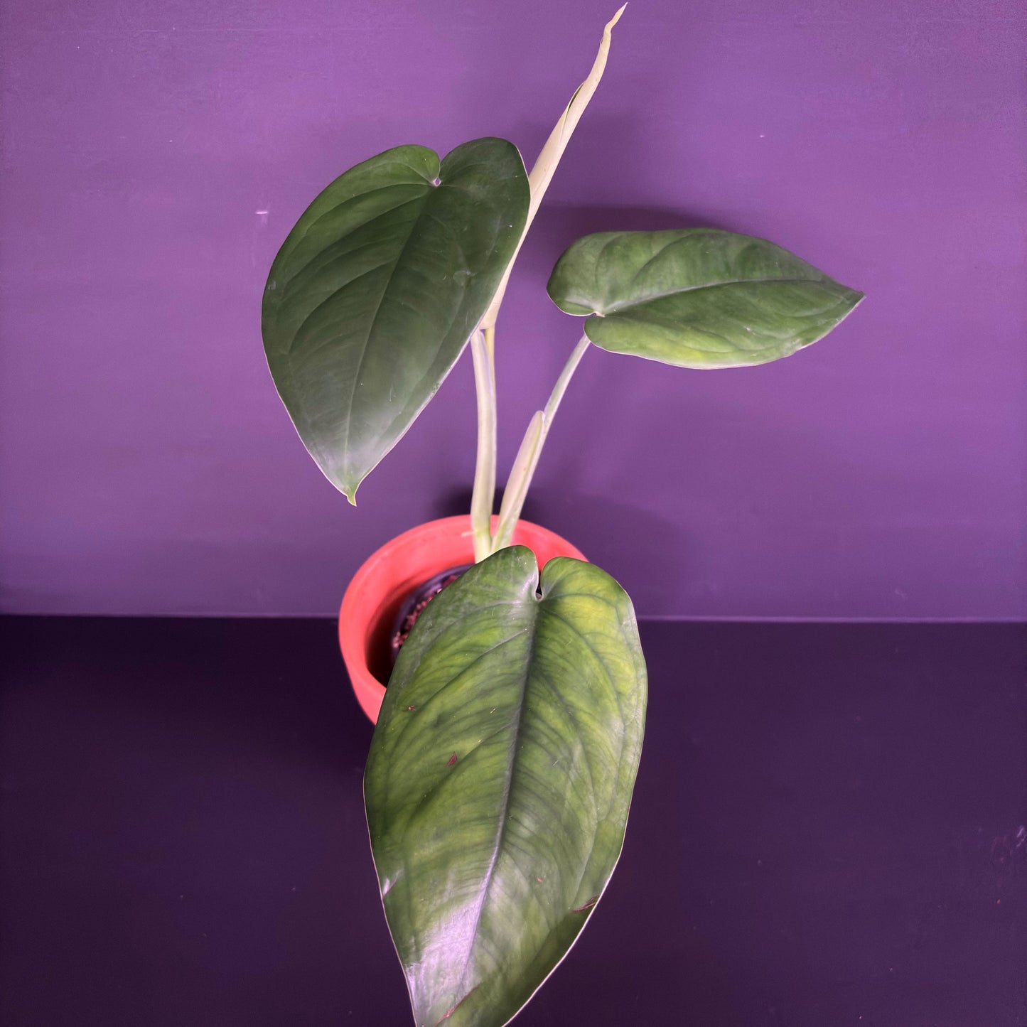 Syngonium Chiapense