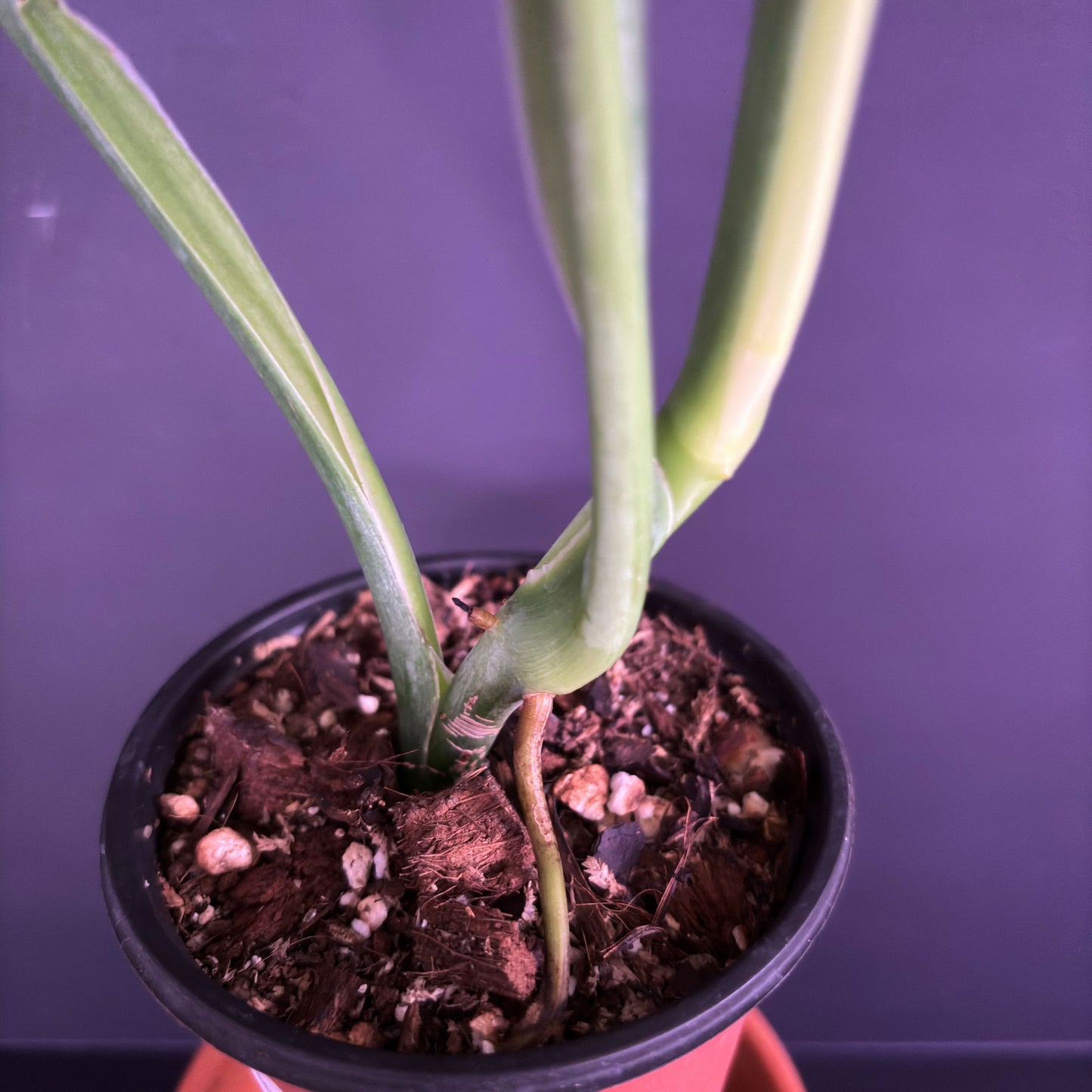 Syngonium Chiapense