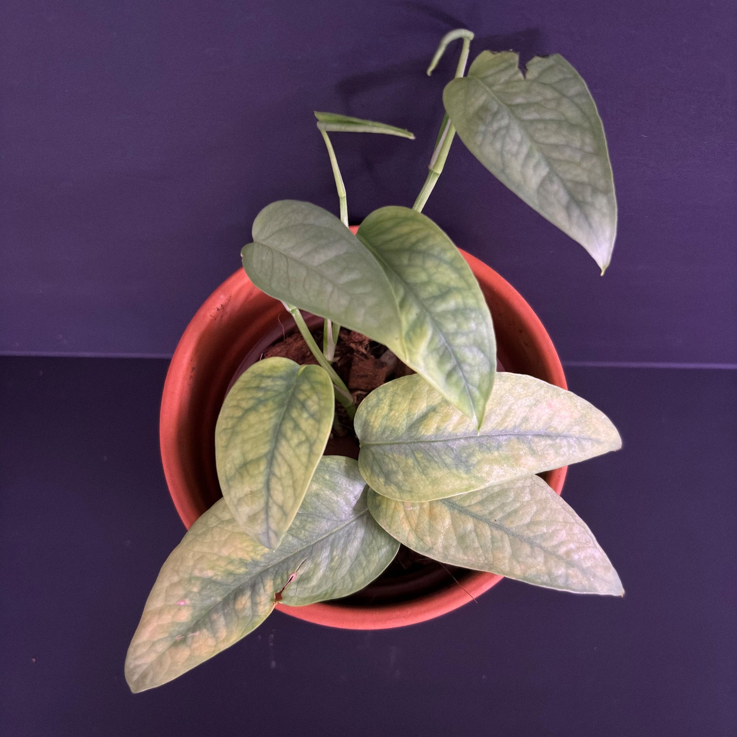 Cebu Blue Pothos #2