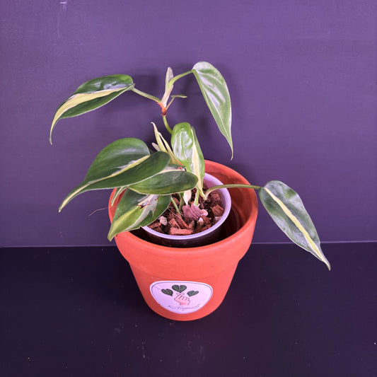 Philodendron Silver Stripe