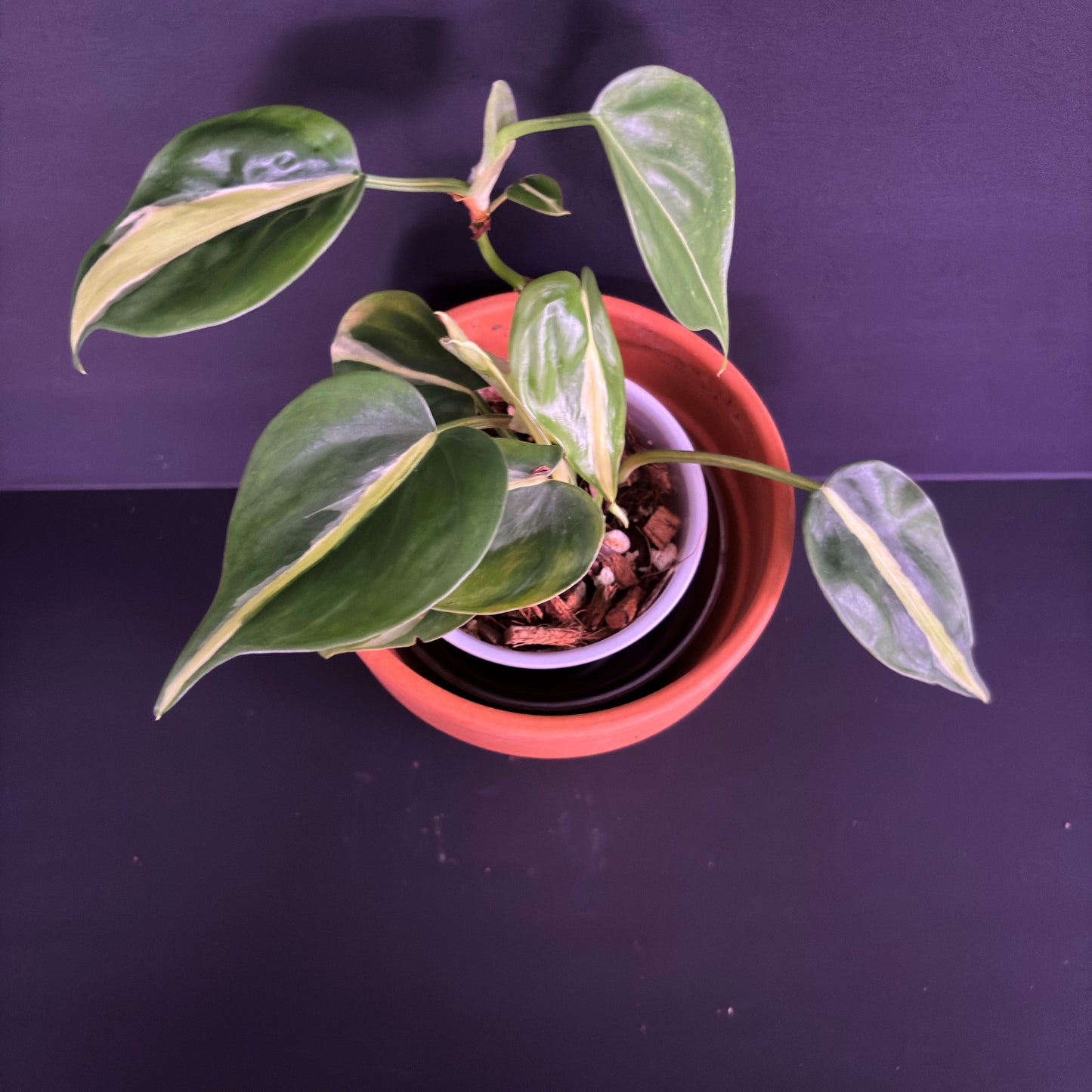 Philodendron Silver Stripe