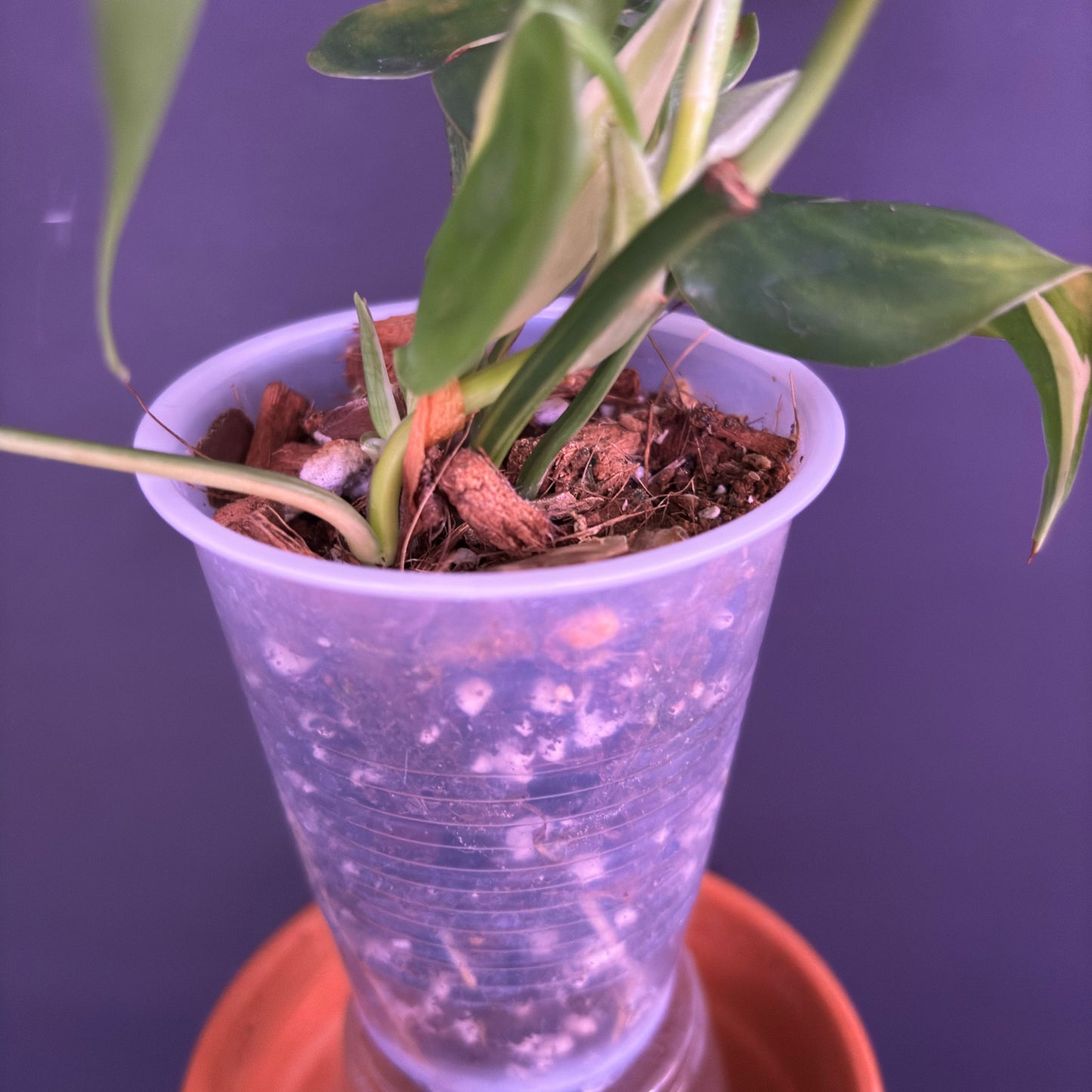 Philodendron Silver Stripe