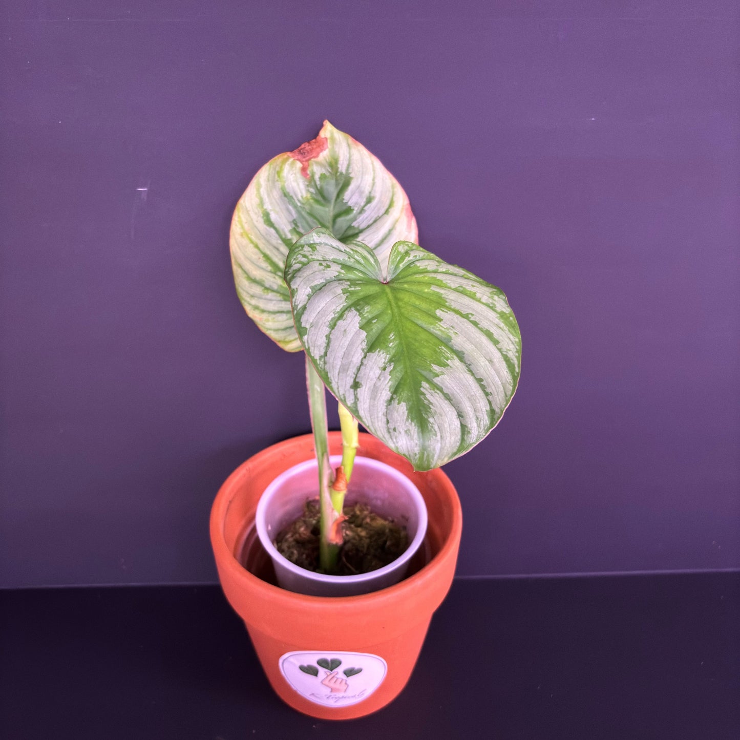 Philodendron Mamei