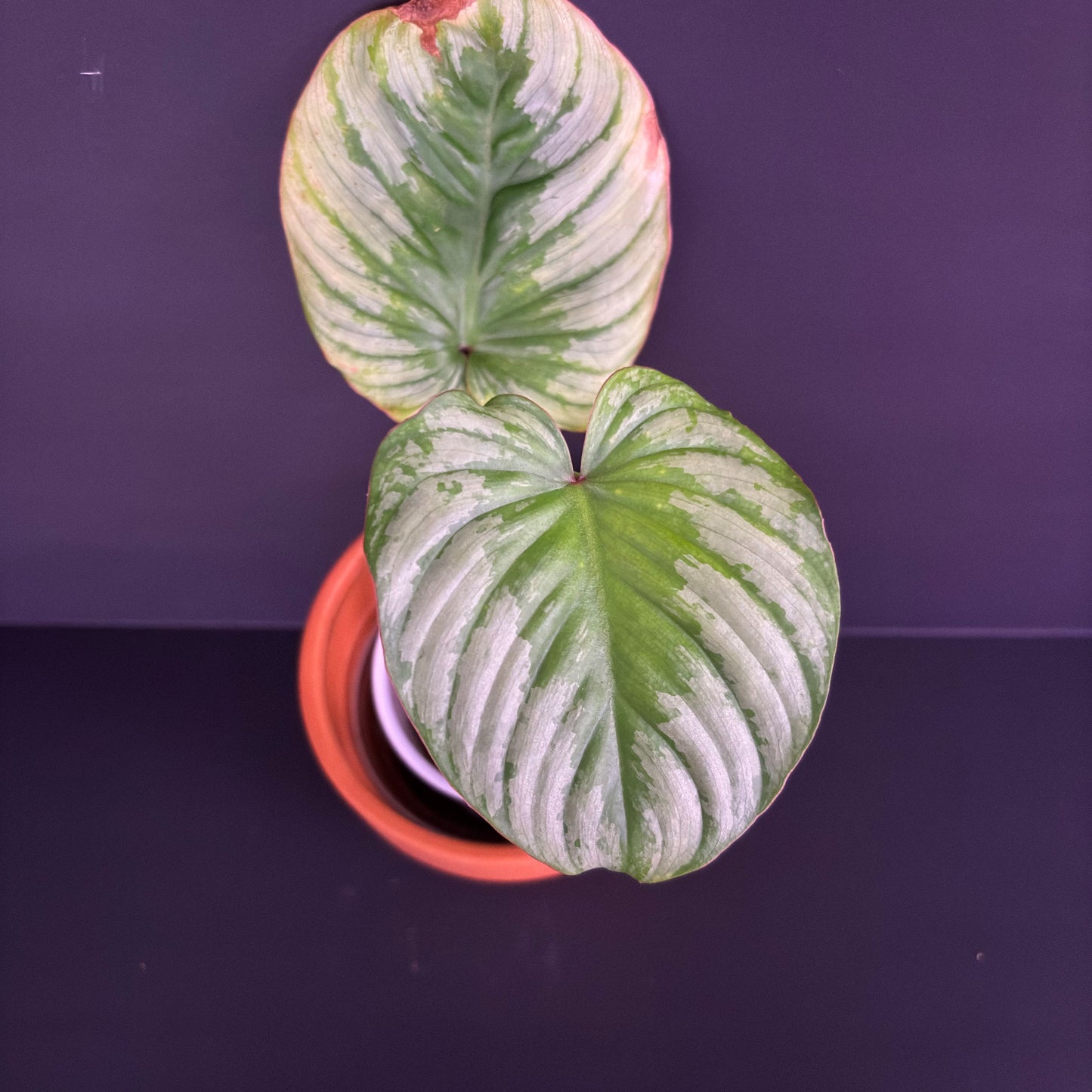 Philodendron Mamei